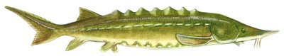 Zwarte steur - Atlantische steur (Acipenser oxyrinchus) door Unbekannter Künstler
