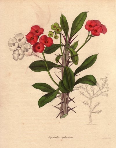Euphorbia milii. Ook wel de doornkroon of Christusplant genoemd. Soort inheems in Madagaskar. De naam komt van de stekelige stengels en de karmozijnrode bloei door Unbekannter Künstler