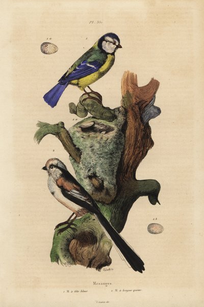 Euraziatische pimpelmees, Cyanoses caeruleus, en ei, en staartmees, Aegithalos caudatus, met nest en ei door Unbekannt