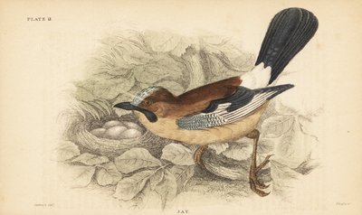 Euraziatische gaai, Garrulus glandarius, met nest en eieren door Unbekannter Künstler
