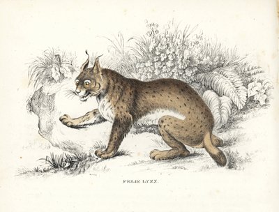 Euraziatische lynx, Lynx lynx (Felis lynx). Handgekleurde lithografie uit Georg Friedrich Treitschke