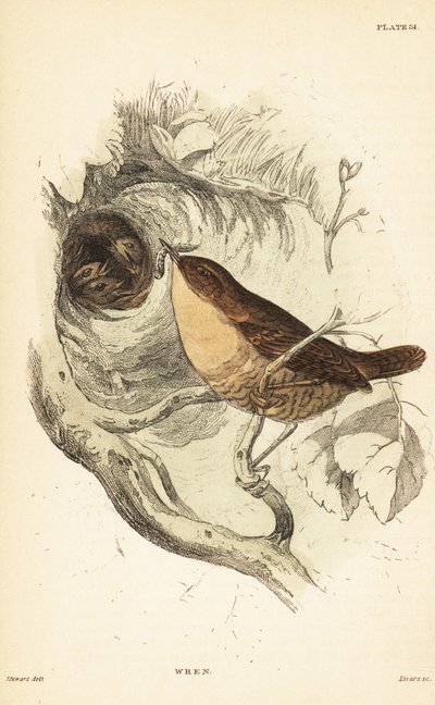 Eurasische winterkoning, Troglodytes troglodytes. 1889 (gravure) door Unbekannter Künstler