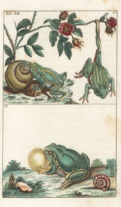 Europese en Italiaanse Kikkers - Sterk Water door Gottlieb Tobias Wilhelm (1758-1811), uit Encyclopedia of Natural History: Amphibians door Unbekannter Künstler