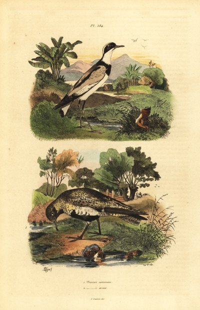 Europese goudplevier, Pluvialis apricaria, en bontbekplevier, Charadrius hiaticula door Unbekannt
