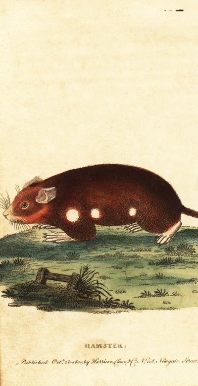 Europese hamster, Cricetus cricetus. Kritiek bedreigd, 1800 (gravure) door Unbekannter Künstler