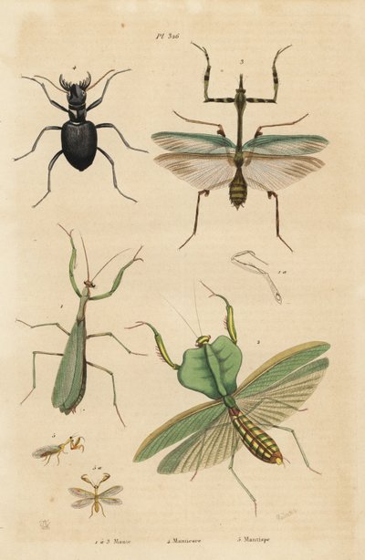 Europese bidsprinkhaan, Mantis religiosa 1, bladbidsprinkhaan, Choeradodis rhomboidea 2, tijgerkever, Manticora latipennis 3, mantidvlieg, Mantispa styriaca 4 door Unbekannt