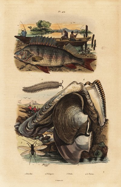 Europese baars, Perca fluviatilis 1, fluweelworm, Peripatus iuliformis 2, gaasvlieg, Perla marginata 3, en pareloester, Isognomon isognomum 4 door Unbekannt