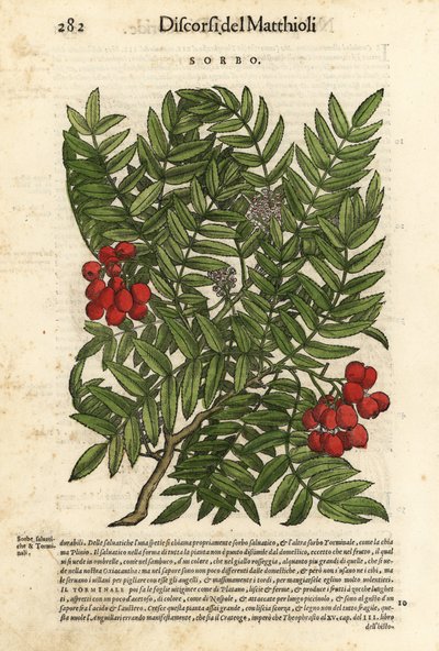 Europese lijsterbes, Sorbus aucuparia door Unbekannter Künstler