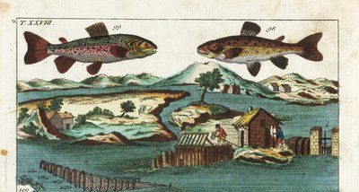 Europese forel - Vistechniek met kunstmatige stroomversnellingen om vis te vangen - Zeeforel, Salmo trutta trutta 98, beekridder, Salvelinus alpinus alpinus 99, en vismethoden met kunstmatige stroomversnellingen in een rivier om zalm te vangen in roosters  door Unbekannter Künstler