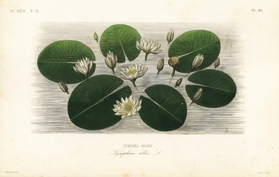 Europese witte waterlelie, Nymphaea alba door Unbekannt