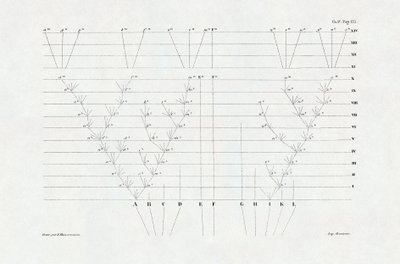 Evolutie: schema van evolutie afgeleid van The origin of the species through natural selection or the struggle for existence in nature door Charles Darwin (1809-1882) door Unbekannter Künstler