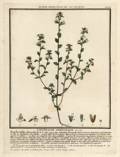 Ogentroost, Euphrasia rostkoviana door Unbekannter Künstler
