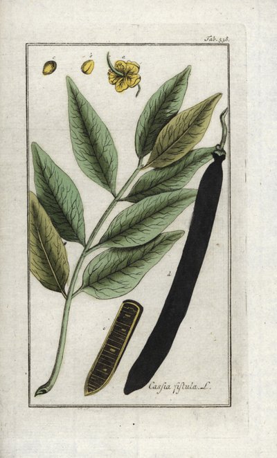 Valse sene, valse johannesbroodboom, gouden regen of canefier (Cassia fistula). Lithografie uit “Afbeelding der Artseny-Gewassen” door Johannes Zorn (1739-1799), Nederland door Unbekannter Künstler