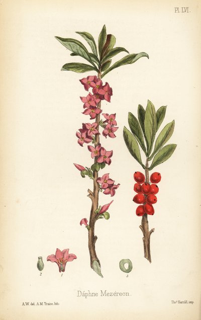 Februari daphne, mezereon of wolfsmelk laurier, Daphne mezereum door Unbekannter Künstler