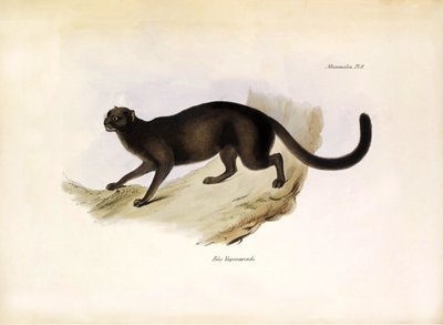 Felis Yagouarondi Jaguarondi of eyra of otterkat, Amerikaanse katachtige beschreven door Charles Darwin tijdens zijn expeditie aan boord van de Beagle. Plaat uit The zoology of the voyage of H.M.S. Beagle beschreven door John Gould, met opmerking over hun  door Unbekannter Künstler