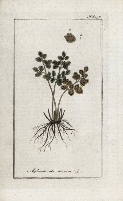 Muurvaren of asplenia (Asplenium ruta muraria). Lithografie uit “Afbeelding der Artseny-Gewassen” door Johannes Zorn (1739-1799), Nederland door Unbekannter Künstler
