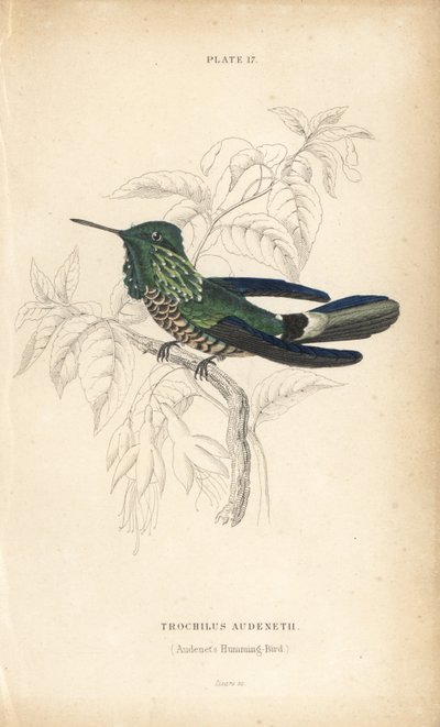 Feestelijke coquette, Lophornis chalybeus (Audenet