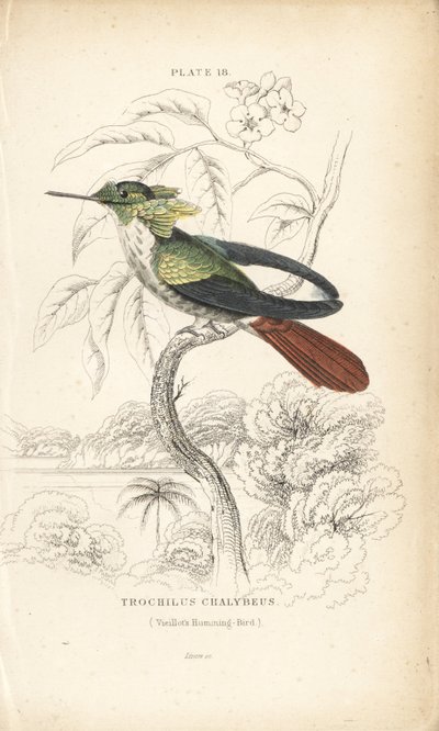 Feestelijke coquette, Lophornis chalybeus (Vieillot