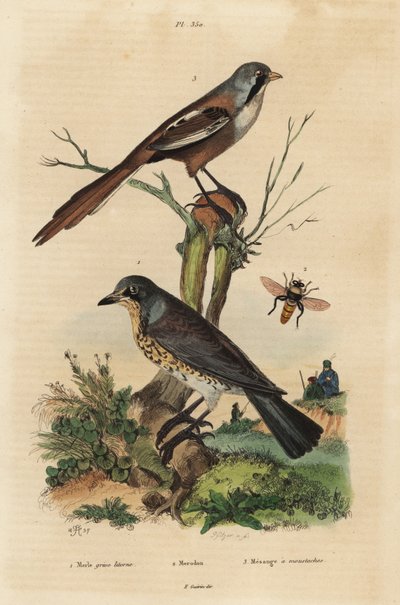 Kramsvogel, Turdus pilaris, en baardman, Panurus biarmicus door Unbekannt