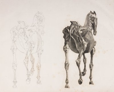 Vijfde ontlede laag van een paard, achteraanzicht door Unbekannt
