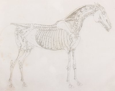 Vijfde ontlede laag van een paard, zijaanzicht door Unbekannt