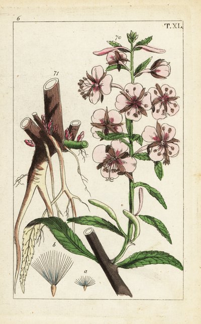 Wilgenroosje, Epilobium angustifolium door Unbekannter Künstler