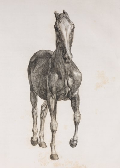 Eerste ontlede laag van een paard, vooraanzicht door Unbekannt