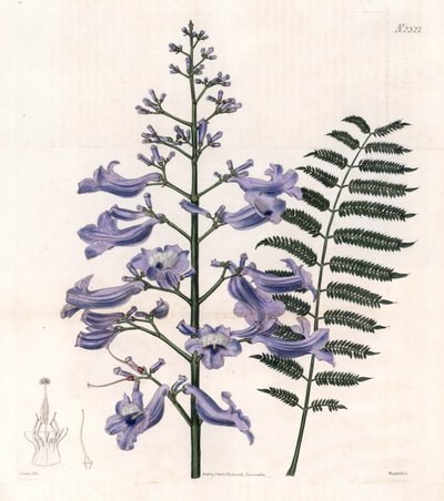 Flamboyante blauwe of oesterboom - Trinidad varenboom, Jacaranda mimosifolia (Ovaalbladige jacaranda, Jacaranda ovalifolia). Handgekleurde kopergravure door Weddell naar een illustratie door John Curtis uit Samuel Curtis