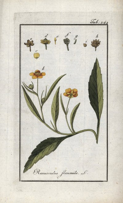 Vlamranonkel of kleine gracht of kleine vlam (Ranunculus flammula). Lithografie uit 