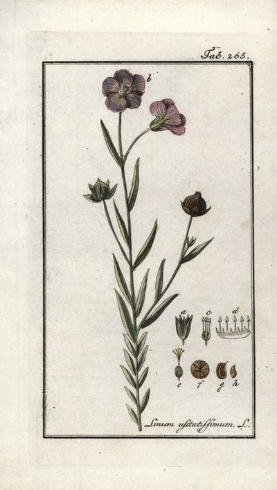 Vlaszaad (Linum usitatissimum). Lithografie uit 