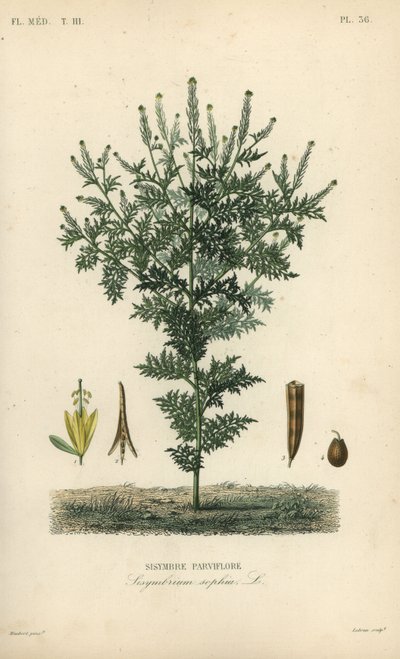Herderstasje, Descurainia sophia, Sisymbrium sophia, Sisybre parviflore door Unbekannt
