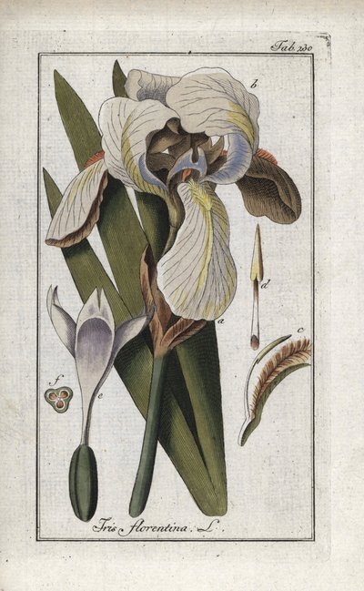 Florentijnse iris of Florence iris (Iris florentina). Lithografie uit 