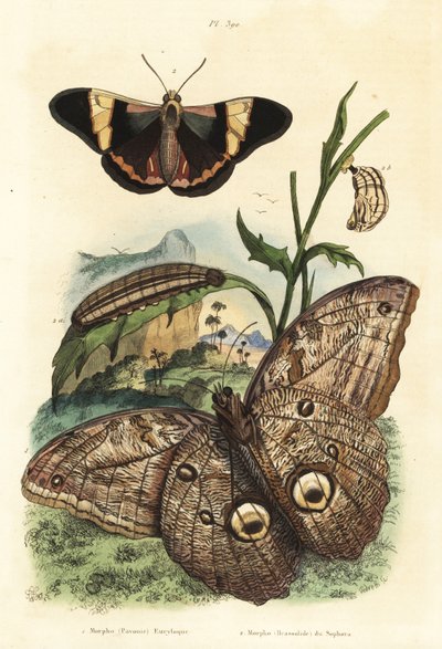 Bosreus uilvlinder, Caligo eurilochus 1 en Brassolis sophorae vlinder, pop en rups 2 door Unbekannt