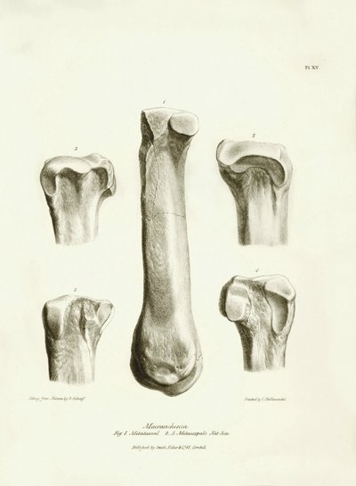 Fossiele botten (metatarse en metacarpe) van het uitgestorven prehistorische dier Macrauchenia beschreven door Charles Darwin tijdens zijn expeditie aan boord van de Beagle. Plaat uit 