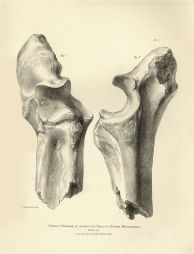 Fossiele botten (ulna en radius) van het verdwenen prehistorische dier Macrauchenia beschreven door Charles Darwin tijdens zijn expeditie aan boord van de Beagle. Plaat uit The Zoology of the voyage of H.M.S. Beagle onder het bevel van kapitein Fitzroy tij door Unbekannter Künstler
