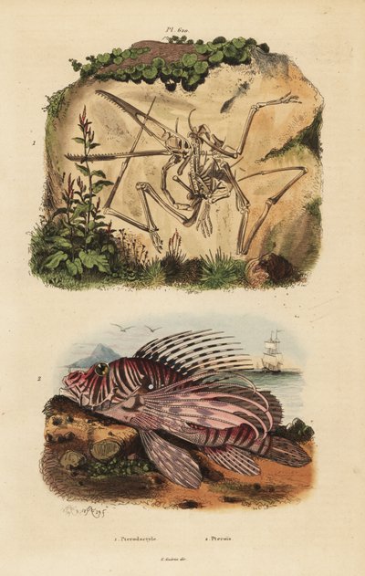 Fossiel skelet van een uitgestorven pterodactylus, Pterodactylus antiquus, en rode koraalduivel, Pterois volitans door Unbekannt