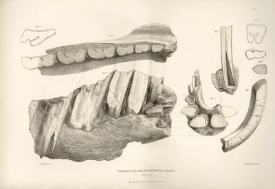 Fragment van kaak en tanden van Toxodon, een prehistorisch dier, gevonden door Charles Darwin nabij Montevideo, Uruguay tijdens zijn ontdekkingsreis aan boord van de Beagle. De Zoologie van de reis van H.M.S. Beagle onder bevel van Kapitein Fitzroy door Unbekannter Künstler
