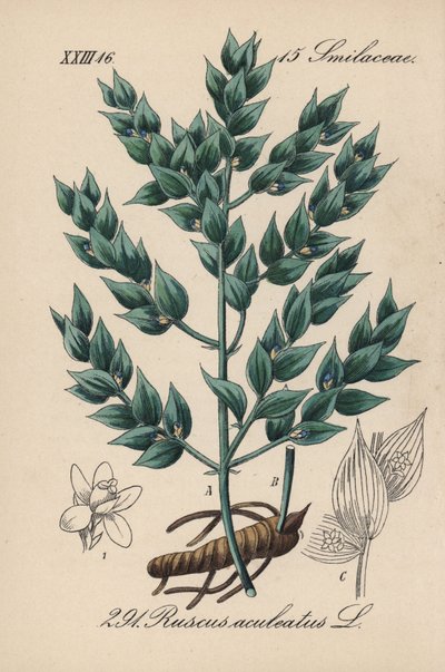 Fragon Valse Hulst of Kleine Hulst - Slagersbezem, Ruscus aculeatus. Handgekleurde lithografie uit Diederich von Schlechtendal