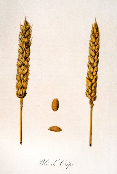 Franse 19e-eeuwse illustratie van korenaren door Unbekannter Künstler