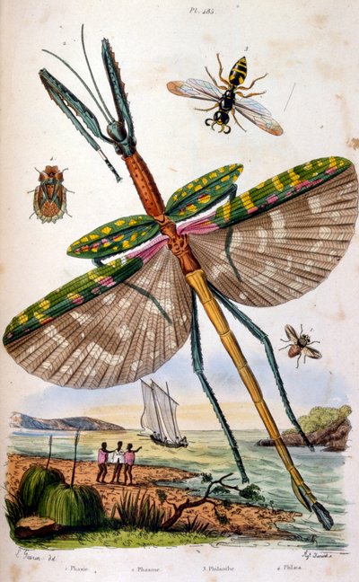 Frans. Gekleurde illustratie. gedateerd circa 1884. die verschillende tropische insecten afbeeldt, waaronder een grote libel door Unbekannter Künstler