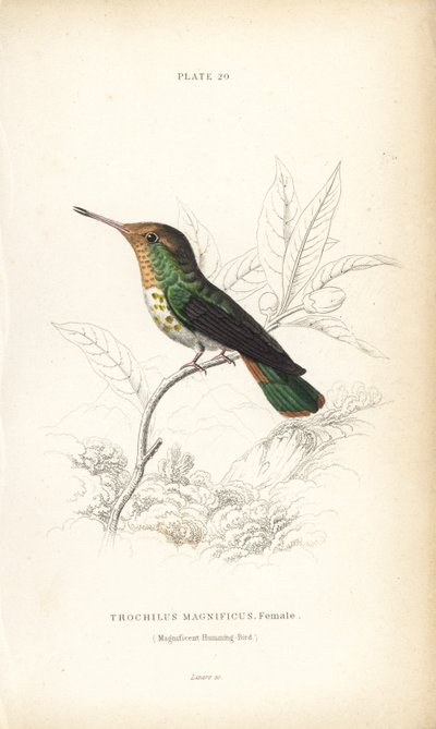 Franje coquette, Lophornis magnificus, vrouwelijk (Magnifieke kolibrie, Trochilus magnificus). Handgekleurde staalgravure door William Lizars uit Sir William Jardine