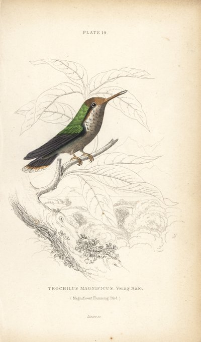 Franje coquette, Lophornis magnificus, jonge man (Magnifieke kolibrie, Trochilus magnificus) - William Jardine