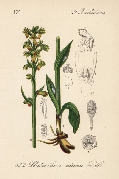 Kikkerorchis - Kikkerorchidee, Dactylorhiza viridis (Platanthera viridis). Handgekleurde lithografie uit Diederich von Schlechtendal