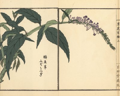 Fujiutsugi of Buddleia, Buddleja soorten. Handgekleurde houtblokdruk door Kono Bairei uit Kusa Bana Hyakushu (Honderd Variëteiten van Bloemen), Tokio, Yamada door Unbekannter Künstler