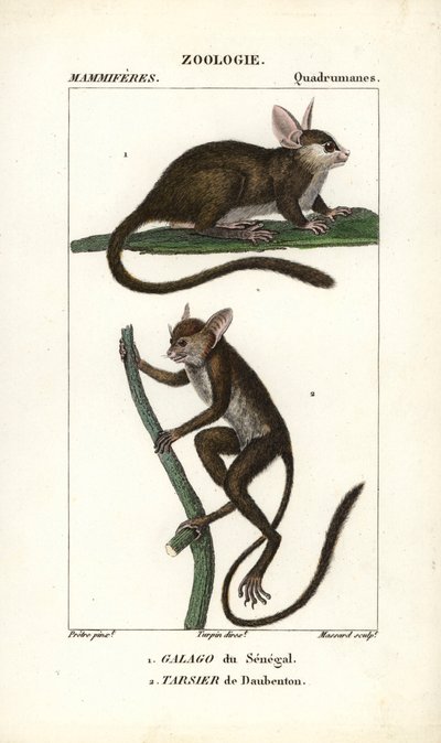 Galago van Senegal en Daubenton
