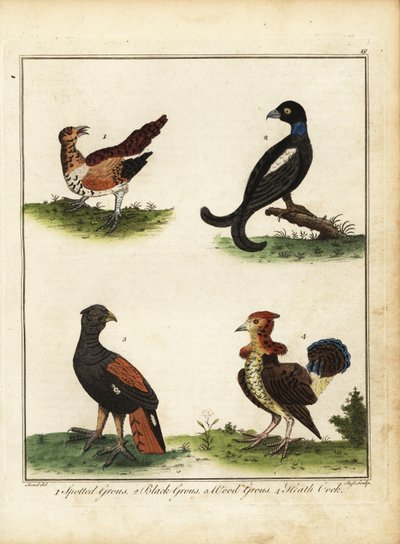 Wildvogels: korhoen, auerhoen, hazelhoen, heidehoen 1792 door Unbekannter Künstler