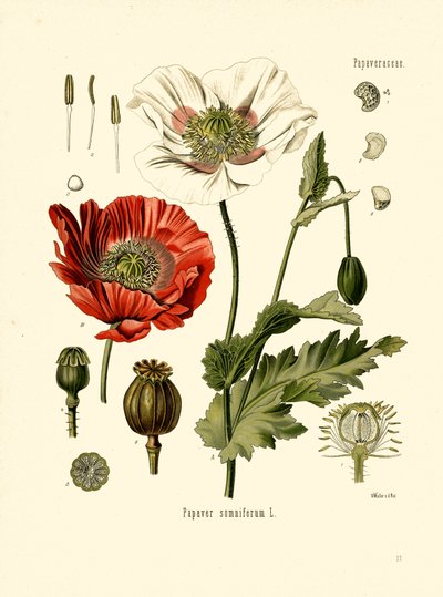 Tuinpapaver door Unbekannter Künstler
