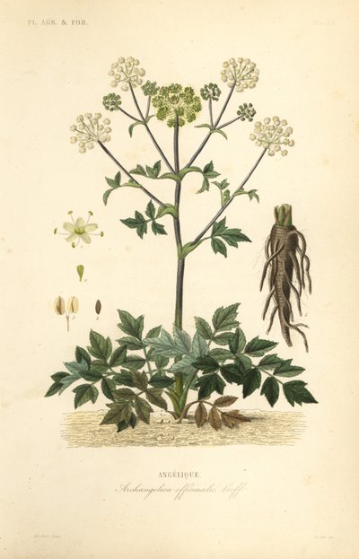 Grote engelwortel of wilde selderij, Angelica archangelica door Unbekannt