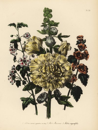 Tuinmalva, Althaea rosea, Mr. Munro