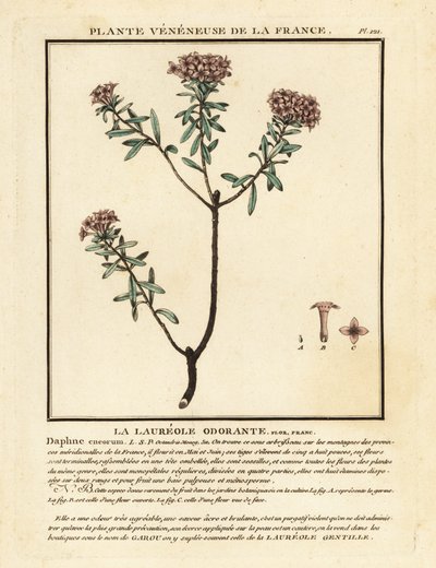 Kransbloem, Daphne cneorum door Unbekannter Künstler